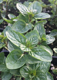 Mentha x piperita 'French Peppermint'